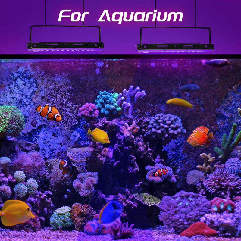 Projecteur lumière noire UV – exemple d'éclairage violet sur un aquarium
